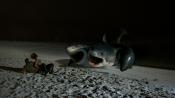 Photo de 6-Headed Shark Attack  15 / 20