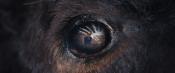 Photo de Animale 2 / 3
