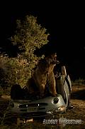Photo de Grizzly 5 / 6
