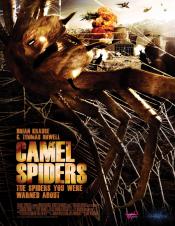 Photo de Camel Spiders 1 / 1