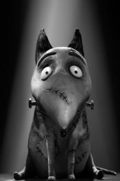 Photo de Frankenweenie 16 / 70