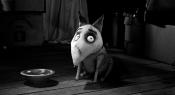 Photo de Frankenweenie 38 / 70