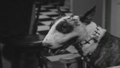 Photo de Frankenweenie 2 / 2