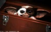 Photo de Gremlins 2 / 10