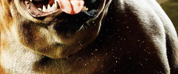 SERIES TV - INHUMANS Nouvelles affiches des personnages dont Lockjaw