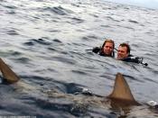 Open Water : En Eaux Profondes