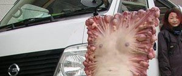 TOKYO GORE POLICE OMG TV - TOKYO GORE POLICE le spectacle gore