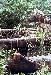 Photo de Cannibal Holocaust 14 / 19